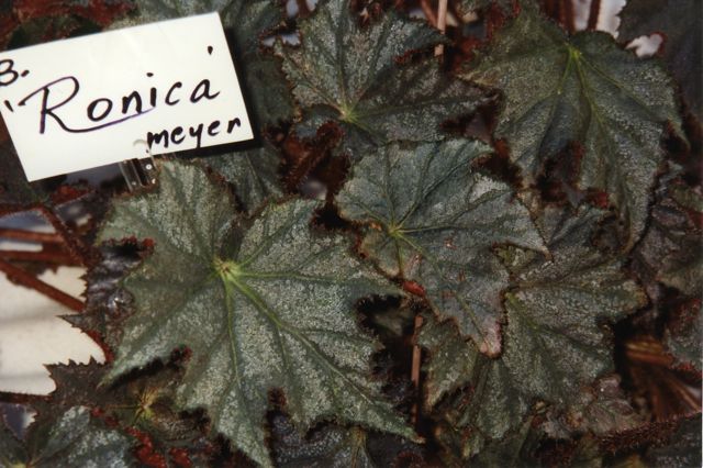 B. ‘Ronica’